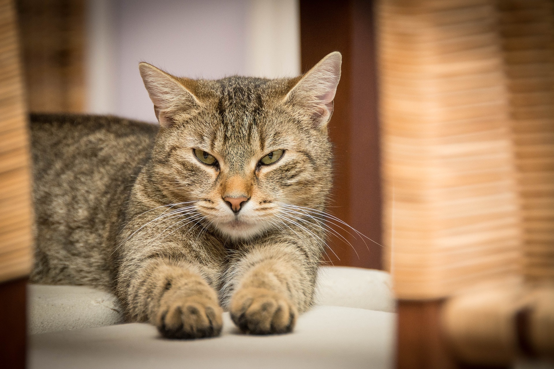 Penapis Udara Terbaik Untuk Pencinta Kucing 2025