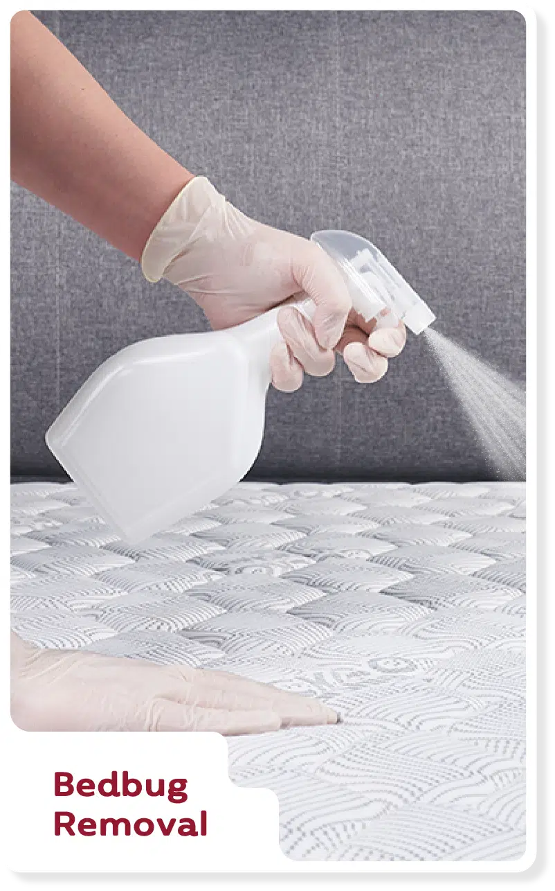 Bedbug Removal — CUCKOO A-LITE mattress cleaning service